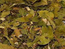 CHÁ DE JAMBOLÃO
